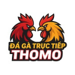 Đá gà trực tiếp Thomo – Đỉnh cao đấu trường Campuchia