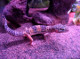 purplegecko