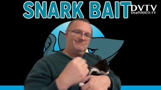 My Newest Batch of Foster Kittens