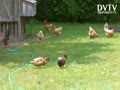 Hens- Ducks enjoy....