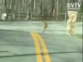 Chasing a Coyote!