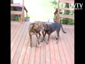 foster pitbull so friendly..