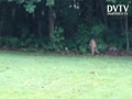 Two deers in my yard this morning