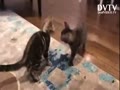 Slow-motion kittens
