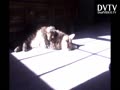 BOY CAT LOVES SUN MAKE RELAX