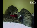 CATS HELP TO CLEAN EACH OTHER.