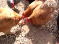 Show....Feeds old tough hens..
