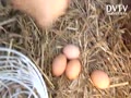 RealEaster eggs & take them for free..survive...