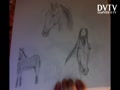 DRAW MANY ANIMALS PICTURES