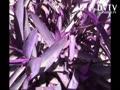 SORRY WHAT'S NAME OF PURPLE PLANTS?
