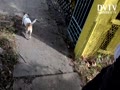 A dog walk around the old block