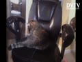 CAT STEAL TO SIT MY CHAIR