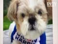 Dogs For Biden and Harris