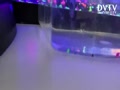 One of glofish probably won’t made it
