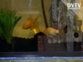 I’m fascinated by these fish. The algae eater and the goldfish were very small but now grew so big. I love watching them!