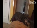 Two kittens are wrestled each other