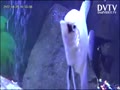 Set up camera on angelfish (2X speed)