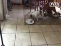 SPEED VIDEO ON DOG
