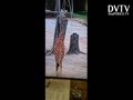 YOUNG GIRAFFE EATNG