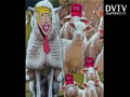 Deaf MAGA Sheep
