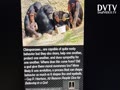 Chimpanzee are capable