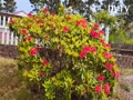 Red Rhododendron