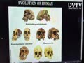 Evolution of human