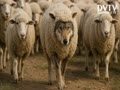 Wolf (MAGA Christian) in Sheep’s Clothing