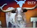 BEVO in CFP?