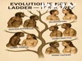 Evolution not ladder it's tree