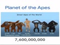 Great apes of world